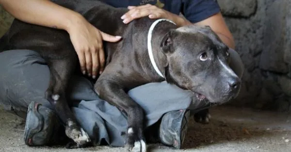 https://gazzettadiparma.cdn.m33cloud.com/resizer/600/315/true/gn4/53019/GN4_DAT_53019561.jpg--quei_poveri_cani_traumatizzati_e_pieni_di_droghe.webp
